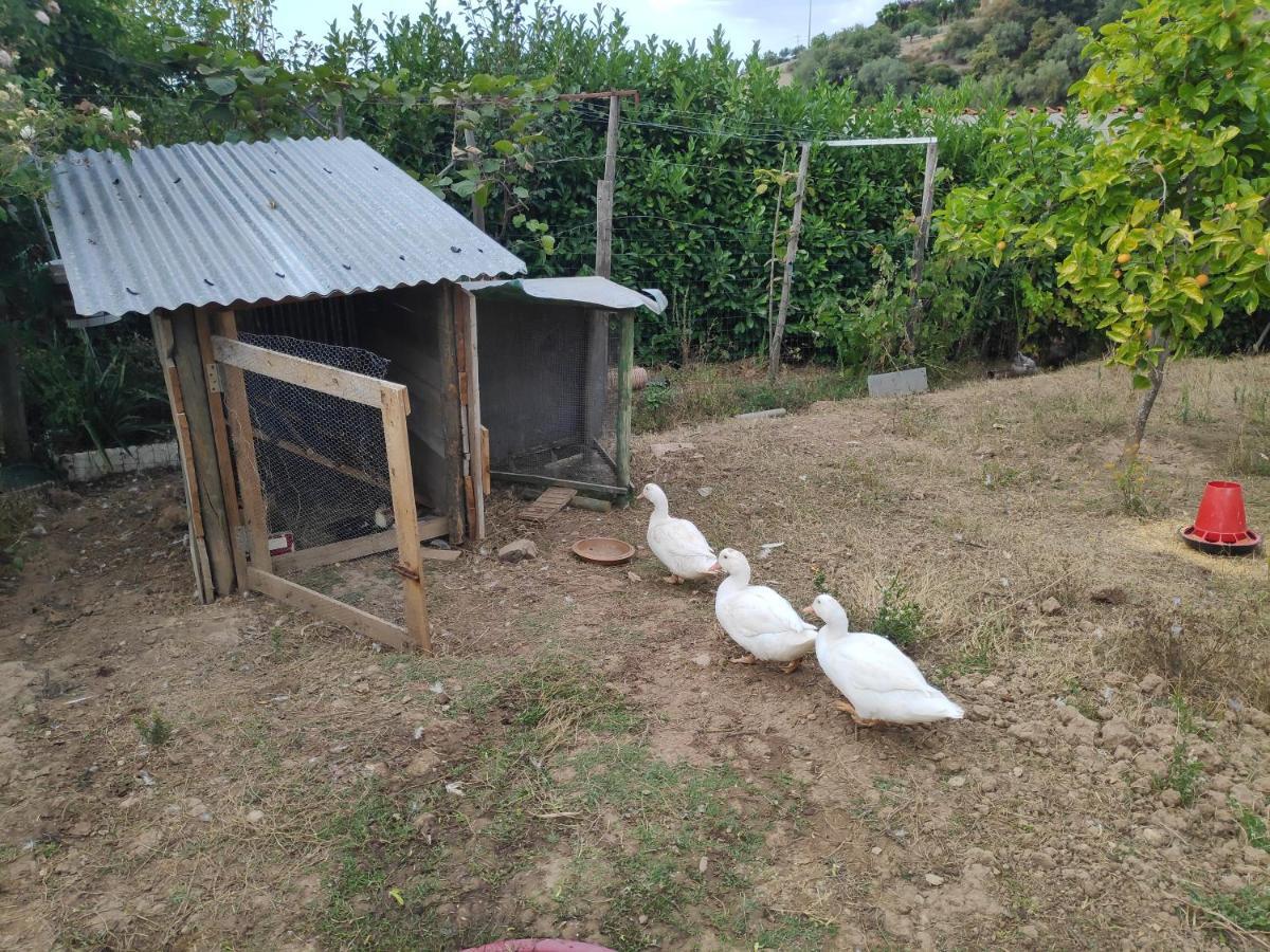 Nature Et Al House - Casa Para Uso Exclusivo E Jardim - Little Farm Баталья Экстерьер фото
